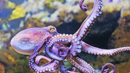 ČUDESNA BIĆA HOBOTNICE Dinosauruse su nadživele, misle pupcima i emotivne su