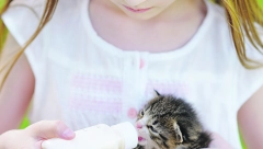 DA LI DAJETE MAČKI MLEKO? Evo da li je ono zaista dobro po njih, skoro svi prave grešku