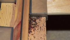 OVU NEMAN SVAKO OD NAS MOŽE DA DONESE SA ODMORA Život sa stenicama je pakao, a ovo je jedini način da ih se rešite i da se zaštite!