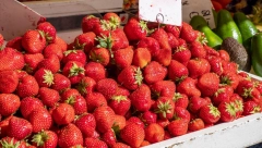 UBIJAJU ŽELJU ZA SLATKIŠIMA, A PRŽE KILOGRAME KAO LUDE: Evo kako jagode mogu da vam pomognu da se istopite do leta