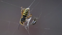 UŽAS U OKOLINI ČAČKA Žena pokušala da se odbrani od stršljena, umrla na mestu