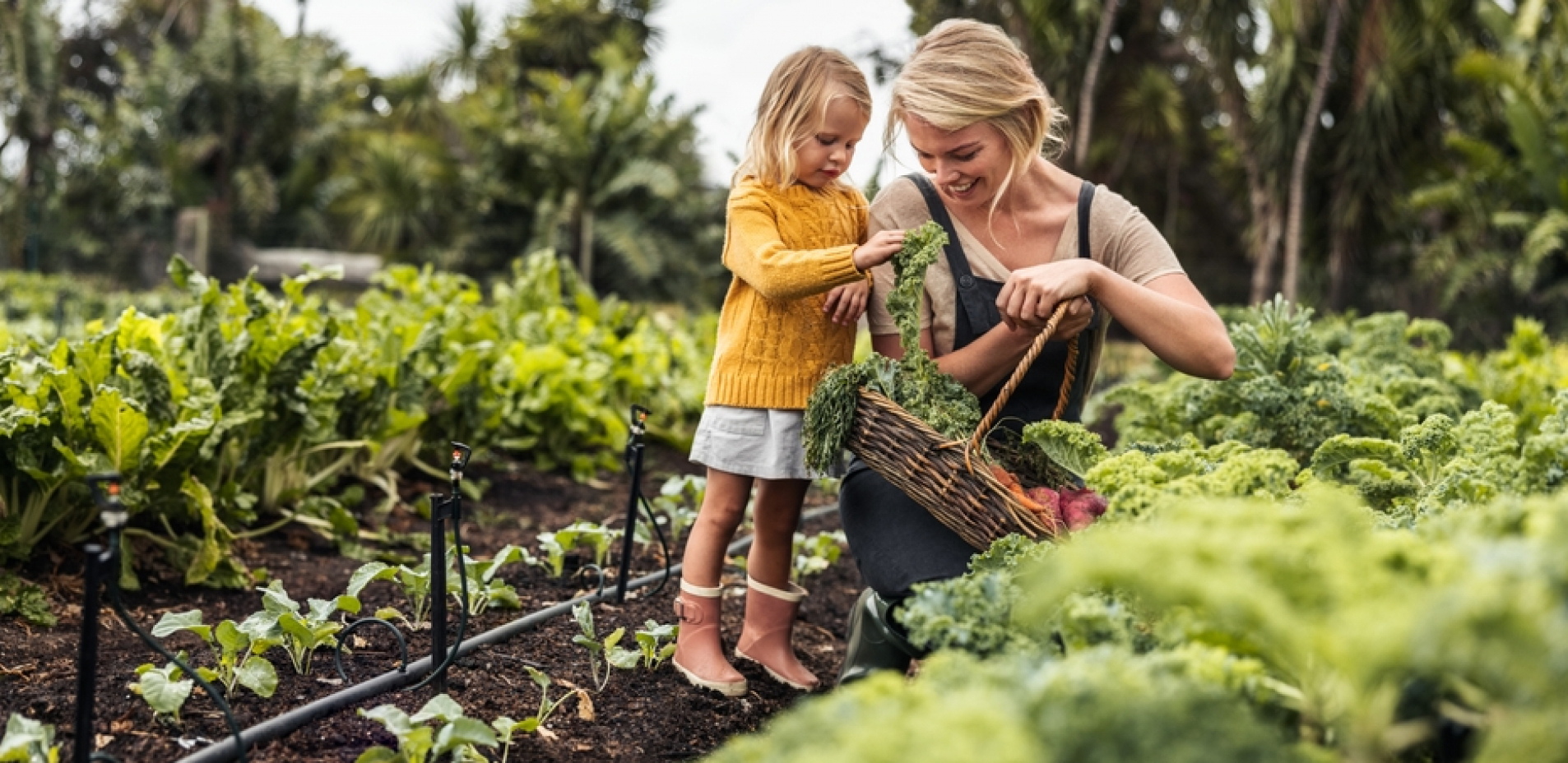 OVAJ CVET U BAŠTI SA POVRĆEM JE ČUDO Najmoćniji prirodni insekticid, tera štetočine i bolesti biljaka