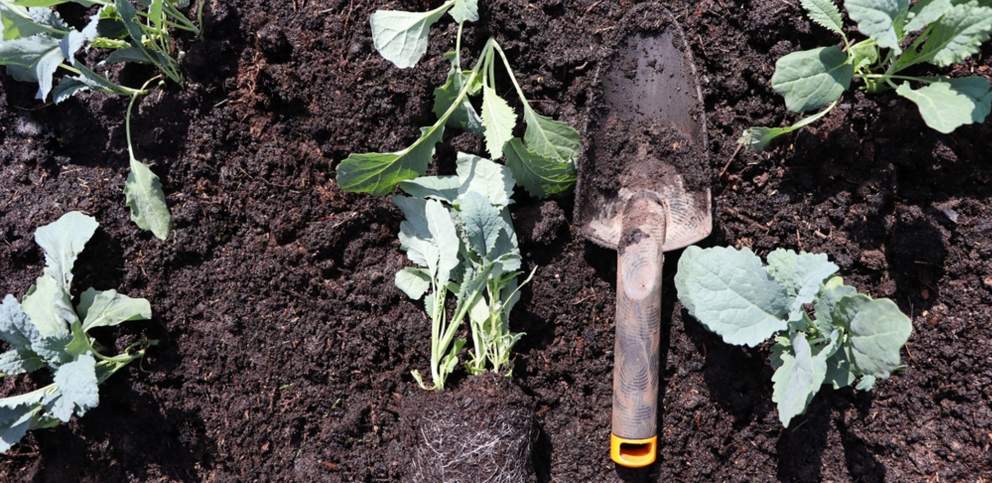 NIJE NI SLUTIO KAKVO SE STVORENJE KRIJE IZA SVEGA Čovek sređivao baštu i primetio neobičnu rupu