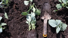 NAJZDRAVIJE POVRĆE RASTE U SRPSKIM BAŠTAMA: Prepun je minerala, izvor kalcijuma i vitamina K, a prevencija kod masnoće i holesterola