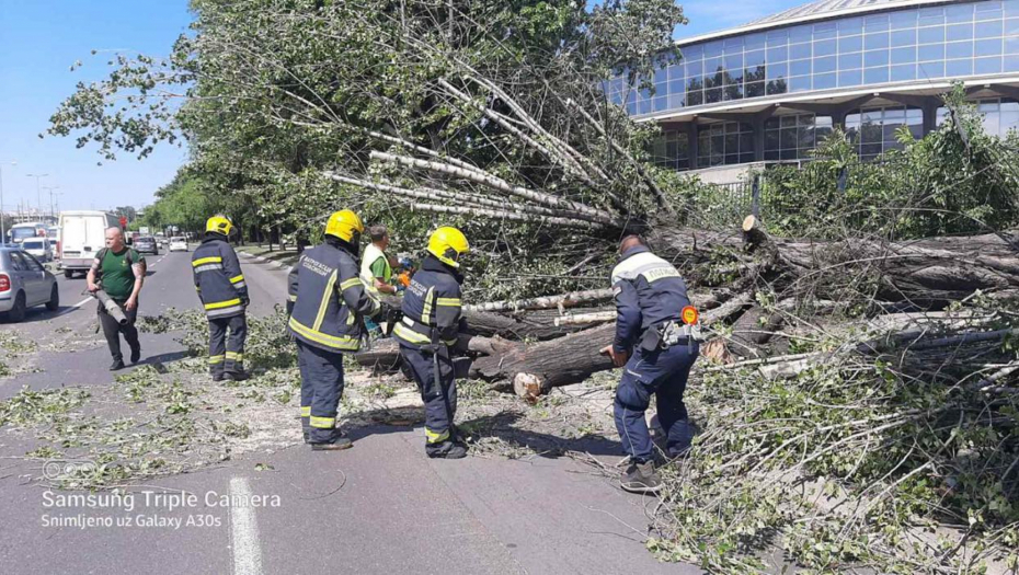 DRVO ZAPREČILO BULEVAR Saobraćaj usporen, nadležne službe na licu mesta (FOTO)