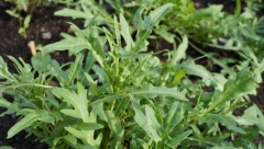 POSADITE DANAS, JEDITE VEĆ ZA USKRS Ovu namirnicu naši stari su uzgajali u saksijama, a prava je APOTEKA zdravlja