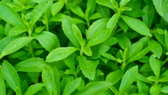 ŽELITE DA OSTAVITE PUŠENJE? Sa ovom biljkom nezdrave navike ćete se otarasiti za jedan dan!