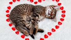 AKO NISTE ZNALI Mace su velike spavalice