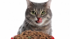 NA ZAPADU SE VERUJE DA DONOSE SREĆU Za mačije brkove vezuju se mnoge priče, a čest su deo mnogih vradžbina