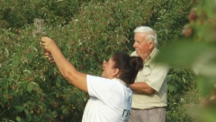 "DIREKTORSKA PLATA" ZA 20 DANA, ALI JE SVAKI DINAR KRVAVO ZARAĐEN Pljušte oglasi u kojima se traže berači, dnevnica i do 6.000 dinara ali slabo ko hoće da ide u maline (FOTO)