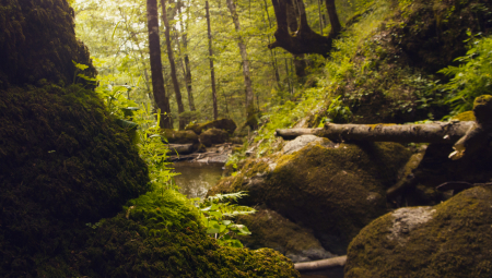 STRAVIČNA ZVER SIŠLA SA GOLIJE PA NAPRAVILA KARAMBOL Meštani upozoravaju: Niti imaju straha, niti se boje ljudi (FOTO)