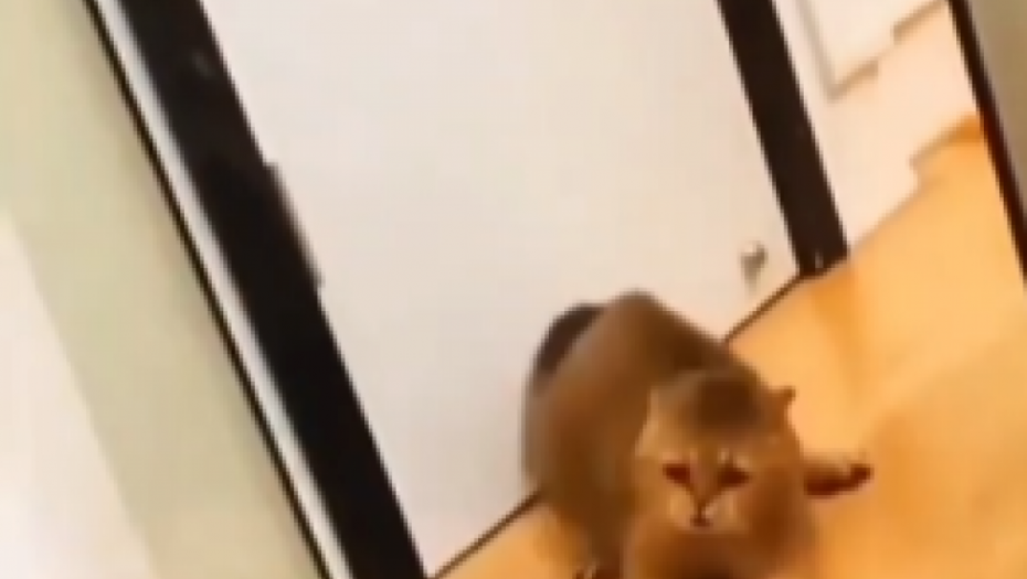 ZASMEJAĆE VAS DO SUZA Pogledajte ovaj urnebesan snimak (VIDEO)