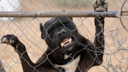 DONETA ODLUKA O OPASNOJ RASI PASA KOJA JE UBIJALA DECU! Sunak najavio zabranu