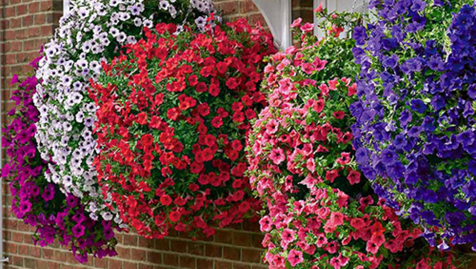 NAPRAVITE PRIHRANU ZA VAŠE CVEĆE Ne košta mnogo,a vraća biljke u život