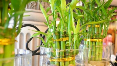 BAMBUS JE SIMBOL SREĆE I DUGOVEČNOSTI Ima moćnu energiju - stavite ga na ovo mesto u domu