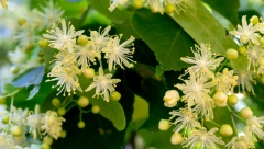 SVETA BILJKA STARIH SLOVENA ČISTI TELO OD SVIH TOKSINA Svuda je oko nas, a niko ne zna koliko je lekovita!