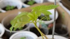 NAJOTROVNIJU BILJKU SRBI UZGAJAJU U DOMAĆINSTVU: Udisanje vazduha u blizini nje dovodi do trovanja, a u kontaktu s kožom razara tkiva u telu