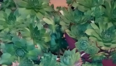 IZBACITE ČUVARKUĆU IZ KUĆE: Dr Milosavljević objašnjava da je velika prevara, izaziva ozbiljne komplikacije