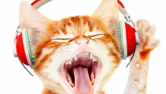 AKO NISTE ZNALI I mace uživaju u muzici