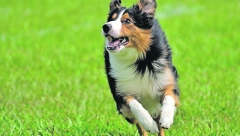 POPINO PRASE Naizgled bezazlena biljka može napraviti ozbiljan problem ljubimcu