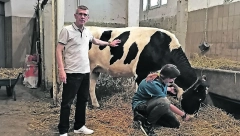 PRIRODA JE ČUDO Možda će ova kravica ipak uspeti da ima svoje potomke