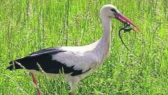 ŠUMADIJA JE PREPUNA RODA Očigledno im prija to podneblje