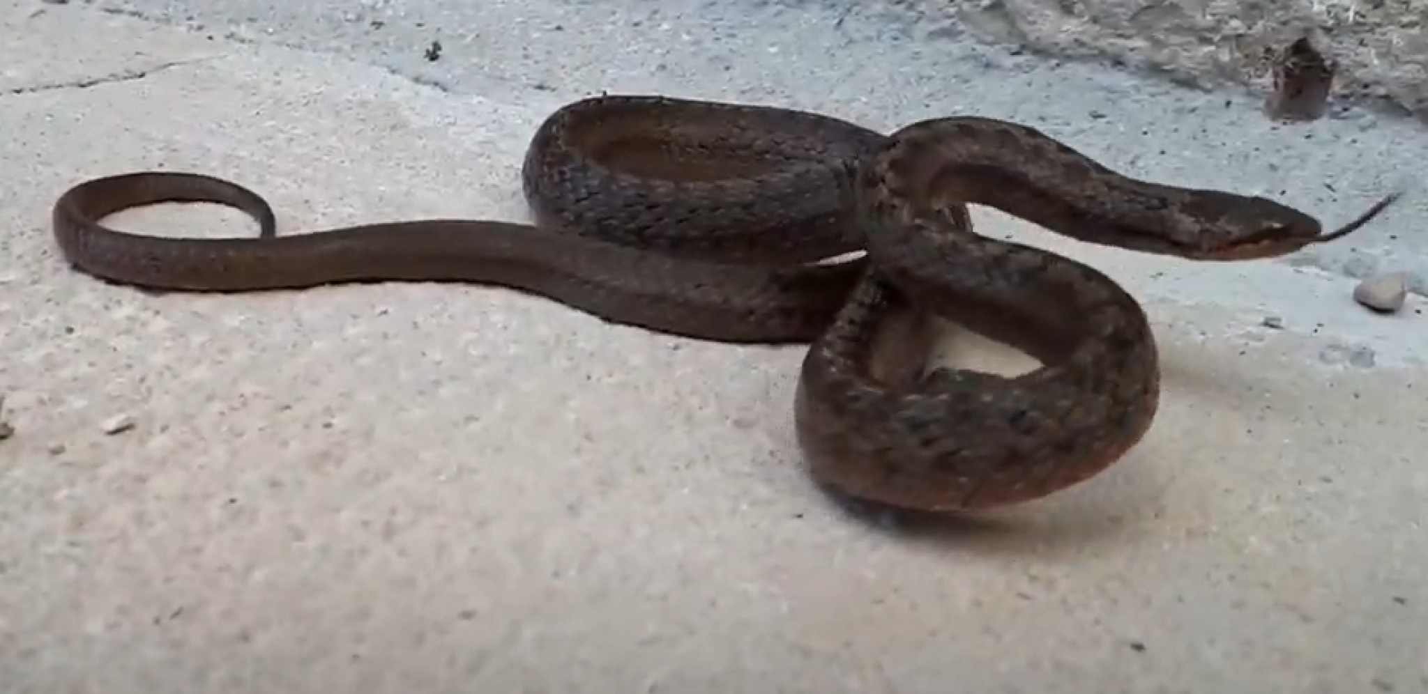 DEČAKA (6) UGRIZAO POSKOK U PAKLENICI: Otac ga jednim potezom spasao sigurne SMRTI