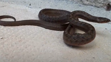 ZMIJA UŠLA U SURDULIČKU BOLNICU Pronašli je na odeljenju za hirurgiju