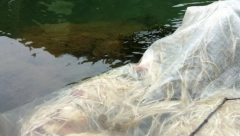 JEZIV PRIZOR NA VRBASU Rekom plutale kokošje glave