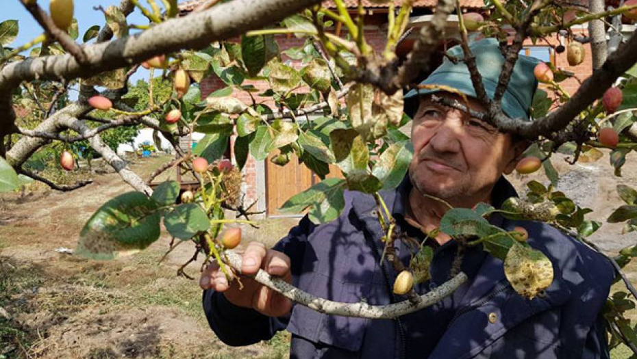 NAJSTARIJA I NAJZDRAVIJA NAMIRNICA NA SVETU Jedna šaka dnevno štiti srce, reguliše težinu, a kožu čini sjajnom i lepom