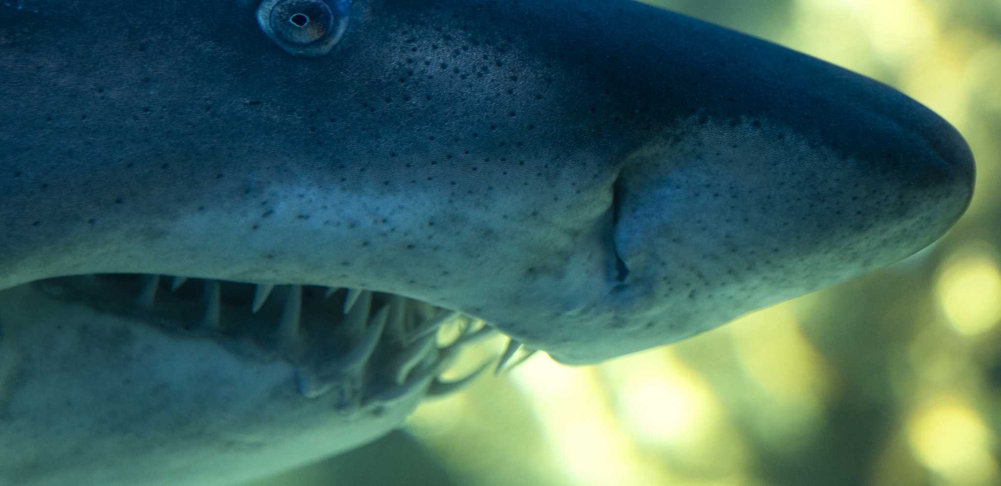 KAKVA JE MAKO AJKULA KOJA JE ŽENI OTKINULA DELOVE TELA U EGIPTU? Najbrža riba u moru, pliva brzinom 100 km na sat, njen napad je bolan i fatalan!