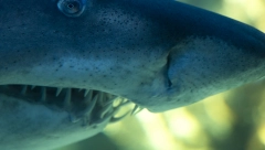 DRONOVIMA NA AJKULE Njujork će ih rasporediti na plaže, a izdata su i uputstva za plivače