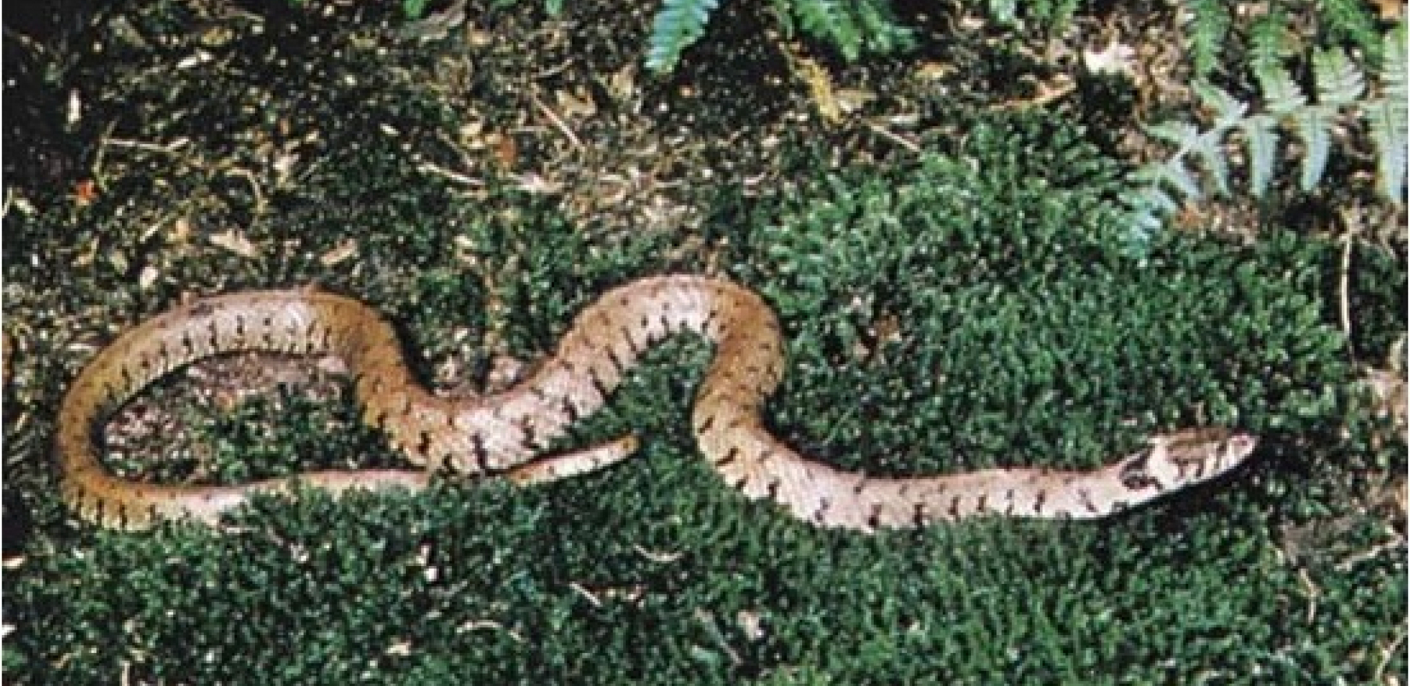 U SRBIJI NEZAPAMĆENA NAJEZDA ZMIJA Legla u kućama, u automobilima, ispod parketa...