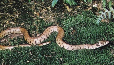 U SRBIJI SE POJAVILA NAJEZDA ZMIJA: Evo kako da zaštitite svoje dvorište, kuću i bazen, da ih zauvek oterate iz svoje blizine