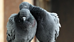 ONI OBOŽAVAJU NAŠE TERASE Ako ih ne volite, postoji trik da ih držite dalje od svog doma, probali smo i radi provereno!