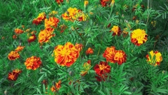 CVET KOJI RASTE KAO KOROV I CVETA OD JUNA DO NOVEMBRA: Većina Srba ga drži u bašti, a ne zna koliko je lekovit