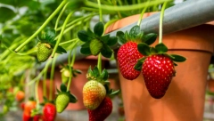 SAVET ISKUSNOG BAŠTOVANA Jagode koje zasadite u avgustu daju najveći prinos