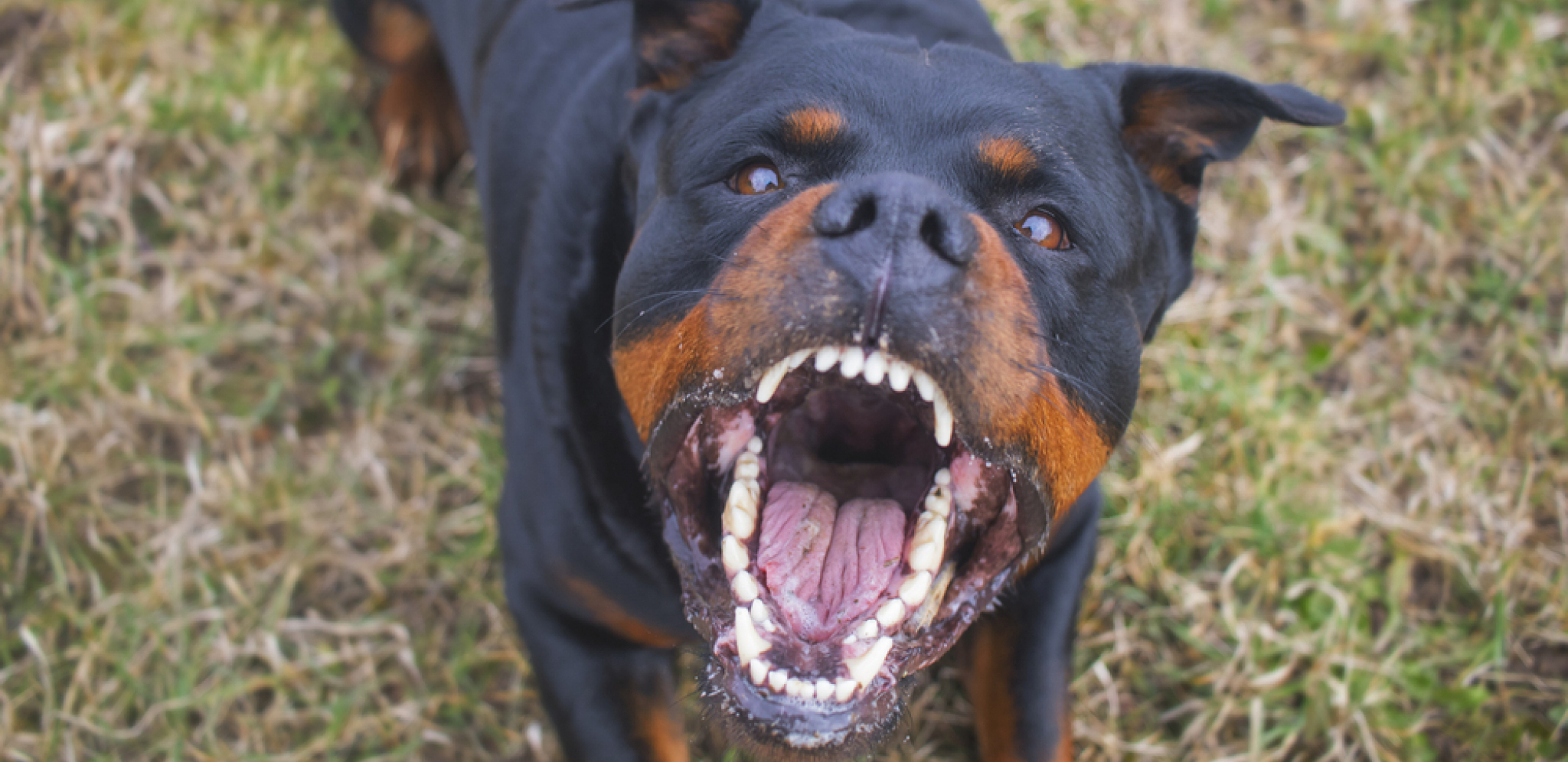 POBEĆI ĆE GLAVOM BEZ OBZIRA Evo šta će vas zaštititi ako vas NAPADNE PAS