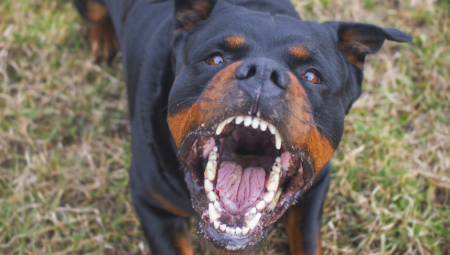 POBEĆI ĆE GLAVOM BEZ OBZIRA Evo šta će vas zaštititi ako vas NAPADNE PAS