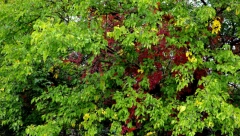 JELI SMO JE U JUGOSLAVILI, A DECA SADA NE ZNAJU DA POSTOJI: Zaboravljena biljka raste kao korov, a spada u najmoćnije prirodne lekove