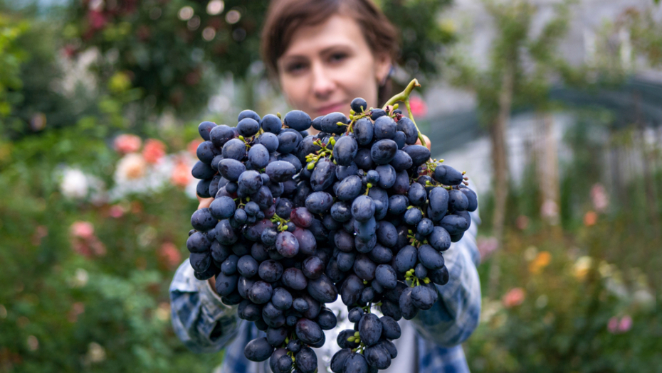 UZ OVAJ JEDNOSTAVN TRIK Ukloniti sve otrove i pesticide sa grožđa