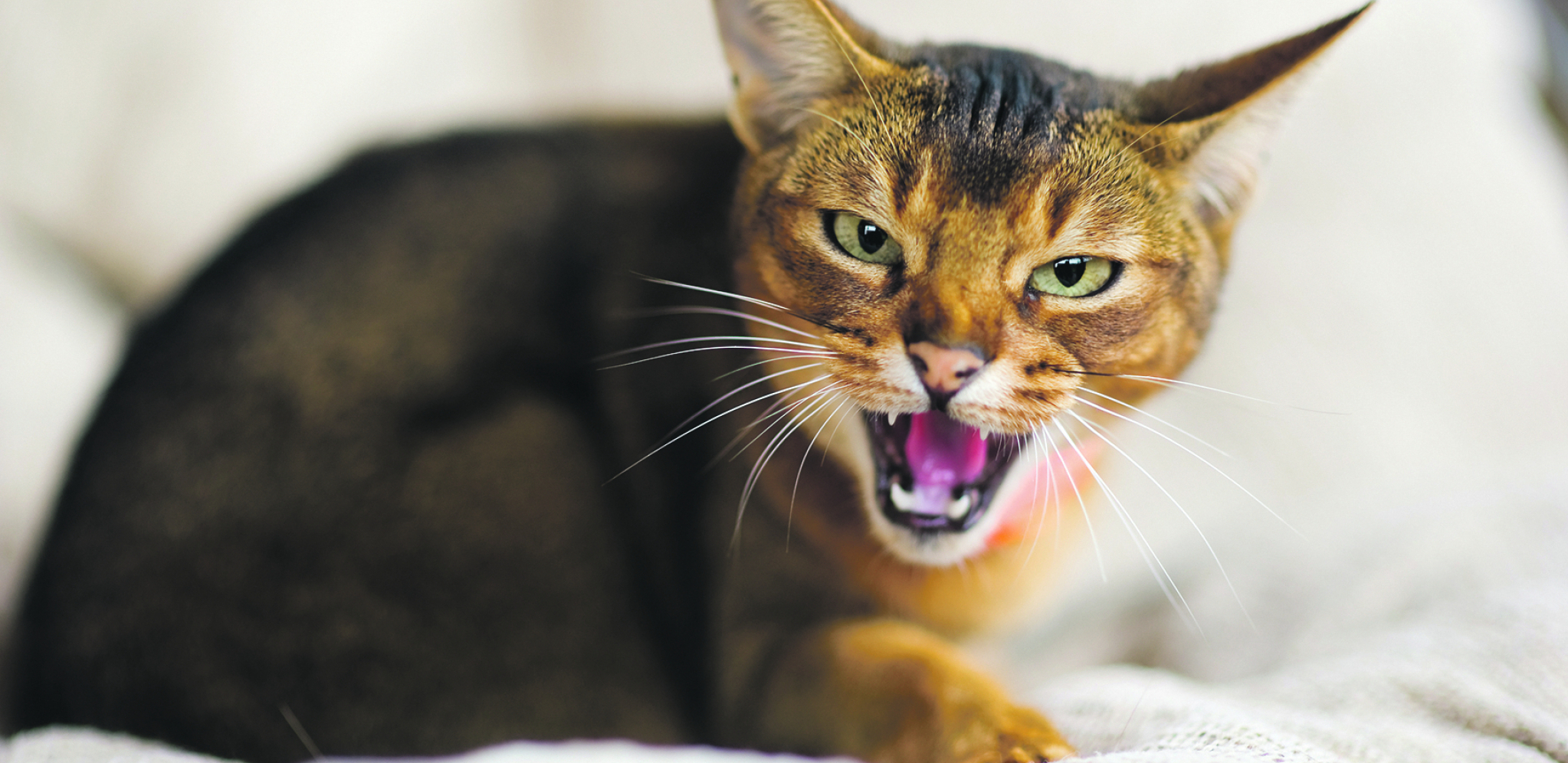 OVO SIGURNO NISTE ZNALI Da li domaće mace reže?