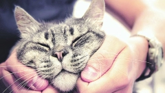 ISTRAŽIVANJE POKAZALO Mačke su dobre za zdravlje srca