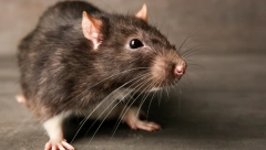 VIC DANA Dva miša žvaću filmsku traku...