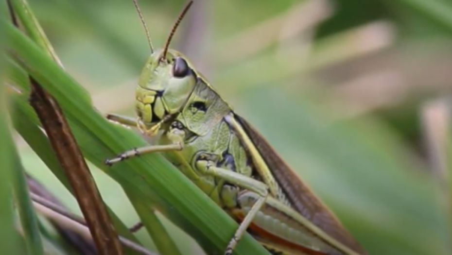 IMA IH NA MILIONE, SVE ĆE POJESTI Nezapamćena najezda skakavaca u Hrvatskoj, poljoprivrednici očajni!