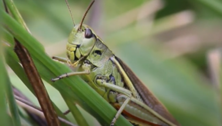 IMA IH NA MILIONE, SVE ĆE POJESTI Nezapamćena najezda skakavaca u Hrvatskoj, poljoprivrednici očajni!