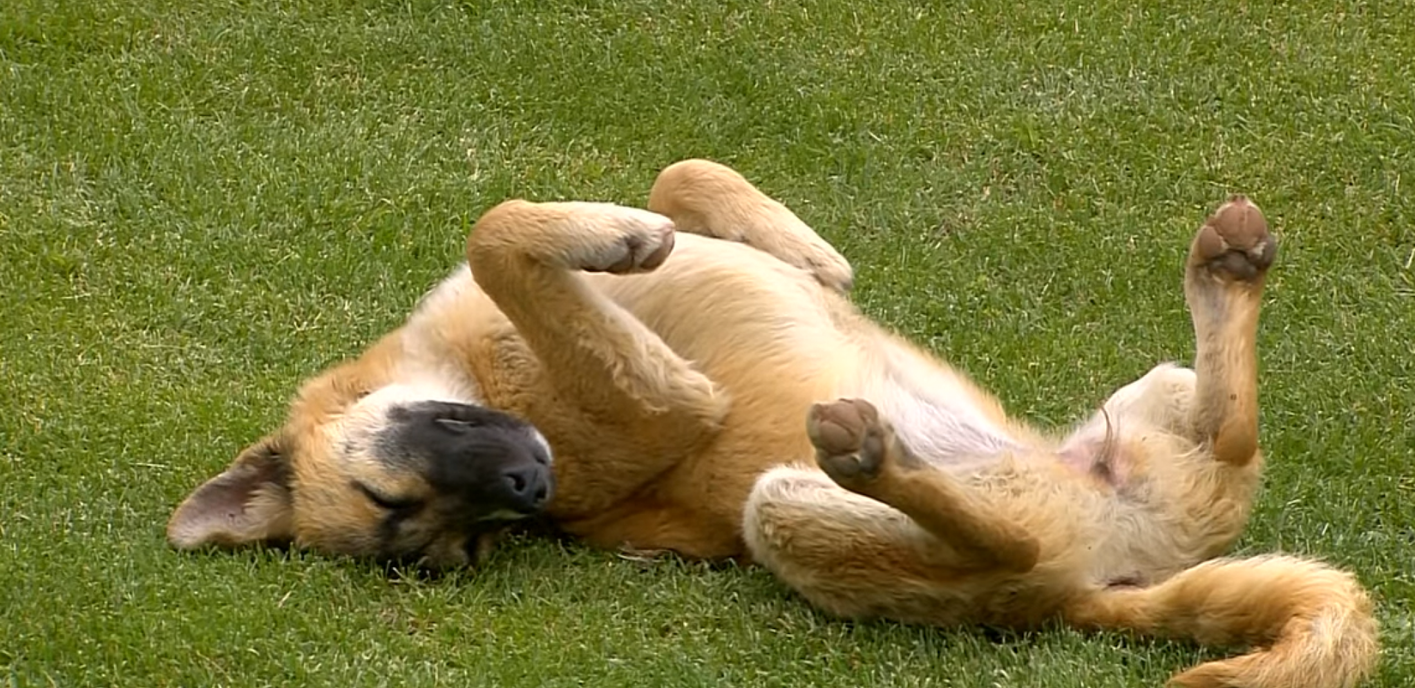 SCENA SA SRPSKIH TERENA KOJA ĆE OBIĆI SVET Dok su Vojvodina i Partizan vodili bitku za finale, pas je odlučio da dremne (VIDEO)