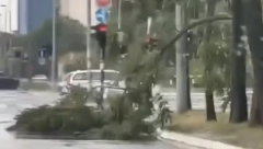SNAŽNO NEVREME ČUPALO DRVEĆE Pogledajte zastrašujuće slike sa beogradskih ulica (VIDEO)