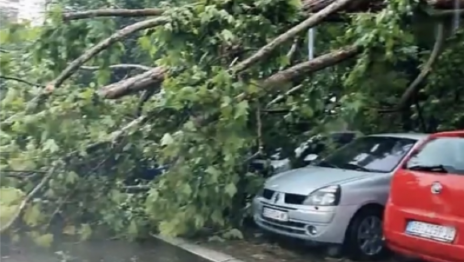 NEVREME BLOKIRALO SAOBRAĆAJNICE Oluja oborila stabla na glavne ulice Zemuna (VIDEO)