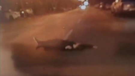 PIJANI HRVAT LEGAO NASRED PUTA U NOVOM SADU Pojavio se uznemirujući snimak, evo šta je nađeno kod njega (VIDEO)